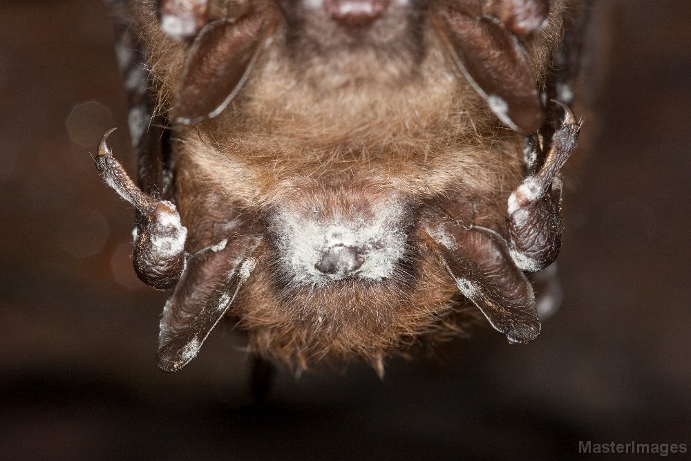 IMG_7031c.jpg - Little Brown Myotis (Myotis lucifugus) with visible white-nose syndrome fungus (Geomyces destructans)